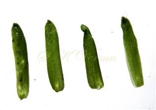  Sepals